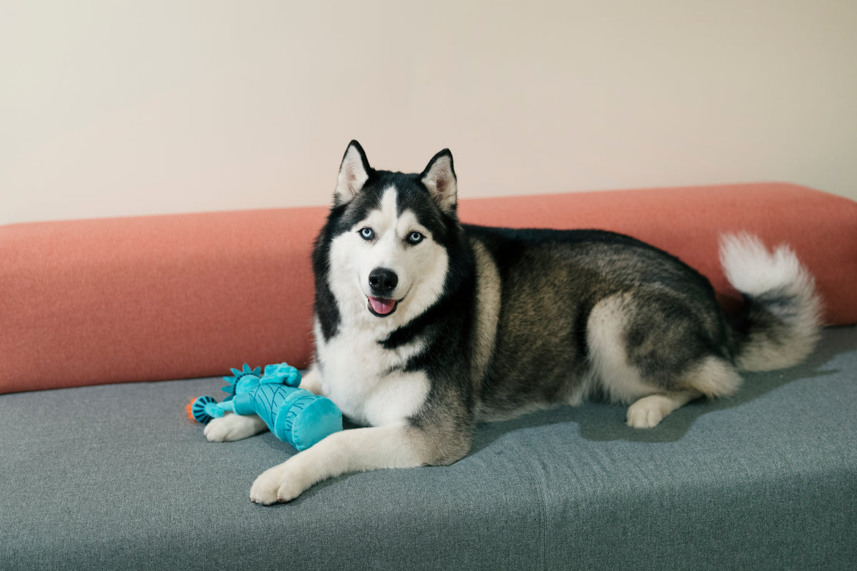 Training a Siberian Husky DogTips and Techniques for a Happy and ...