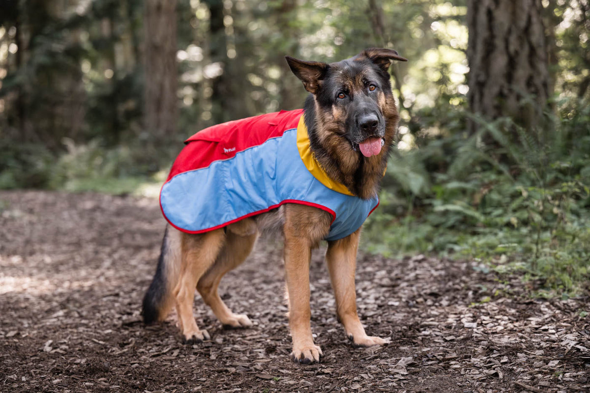Top 5 Outdoor Summer Activities to Enjoy with Your Dog