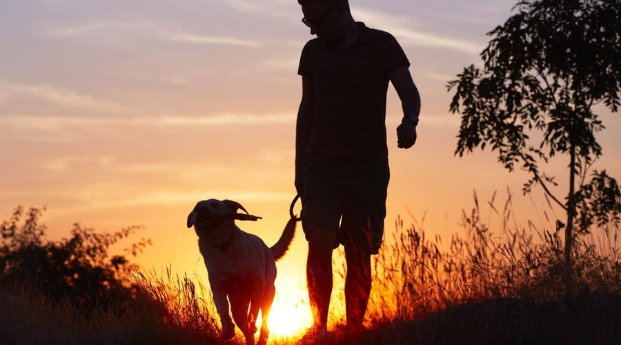 Care and Safety Tips for Senior Dogs