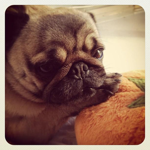 National Train Your Dog Month Training Tip #5: Keep it Short and Simple