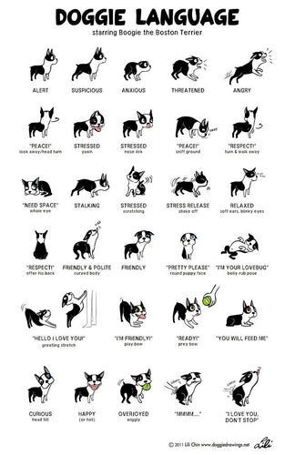 National Train Your Dog Month Tip #17: Pay Attention To What Your Dog is Telling You