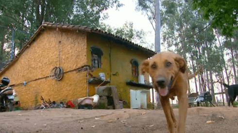 Amazing Dog Travels 2 Miles Every Day to Get Food for Her Pack