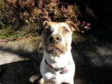 National Train Your Dog Month Training Tip #18: Be Realistic
