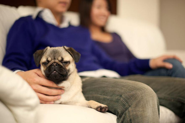 The Perks of Having a Pet