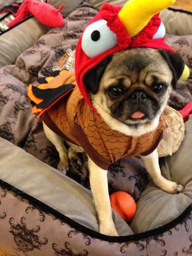 Wordless Wednesday: Halloween