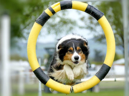 Why Should You Hire a Professional Dog Trainer?