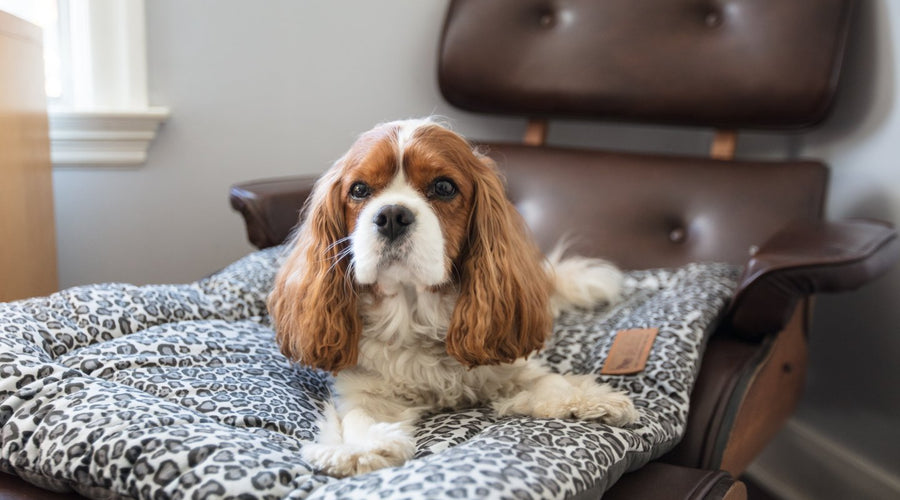 4 Best Dog Breeds For Therapy And Companion Animals