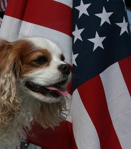 Things That Go Boom in the Night - 4th of July and Your Dog