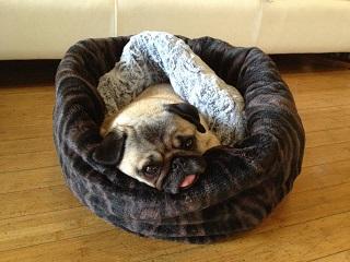 Take Your Dog to Work Day: A Day in the Life of Momo and Squish