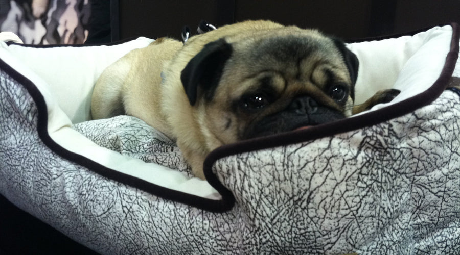 Wordless Wednesday: Hump Day Blues