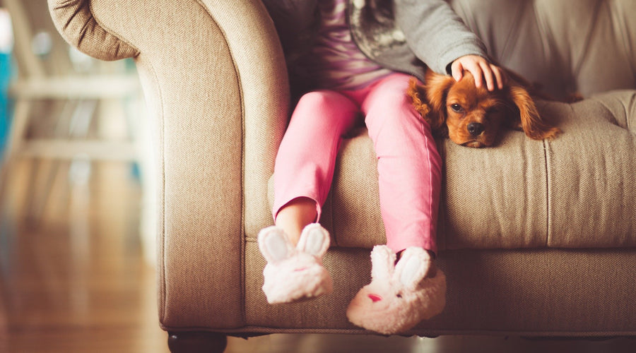 3 Essentials When Designing A Pet-Friendly Home