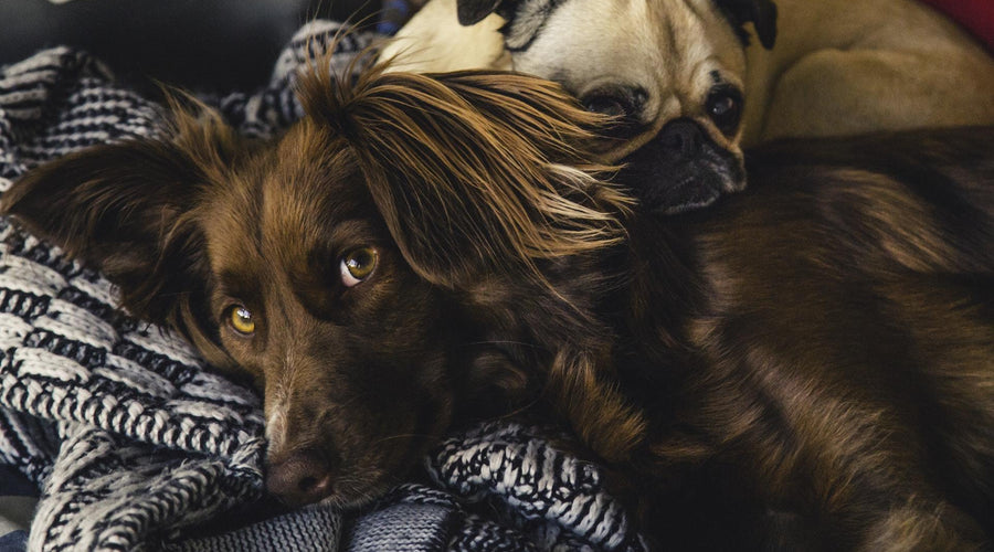 3 Medical Benefits Of A Companion Animal For The Elderly