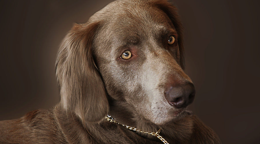 3 Necessary Pieces Of Equipment When Hunting With Your Dog