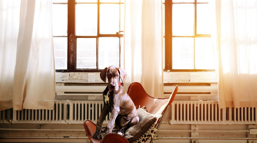 3 Ways to Have Peace of Mind on Vacation without Your Pet