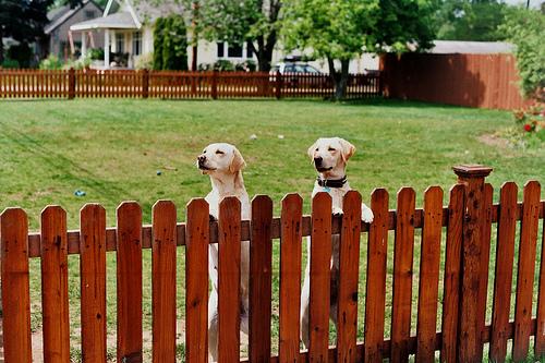 Fencing Options to Keep Your Pets Safe and Secure