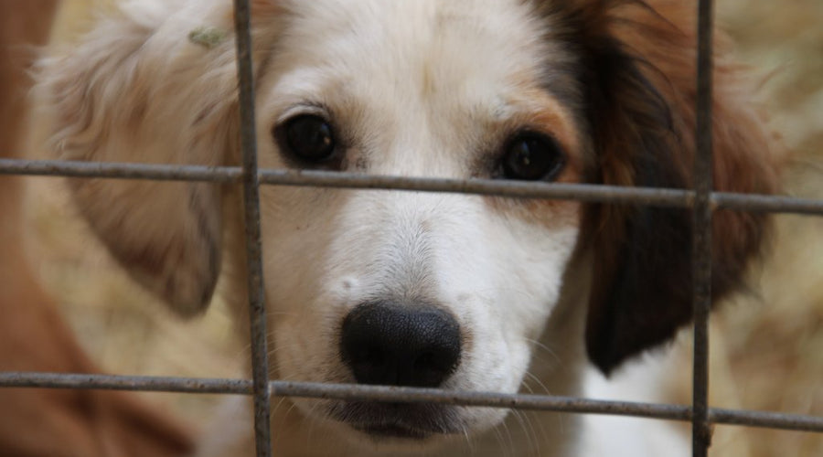 How to Build an Animal Shelter