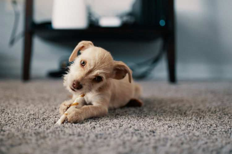 4 Areas of Your House You Need to Dog-Proof Before Bringing Home Your New Puppy