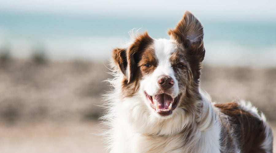 4 Health Issues to Be Aware of as Your Dog Ages