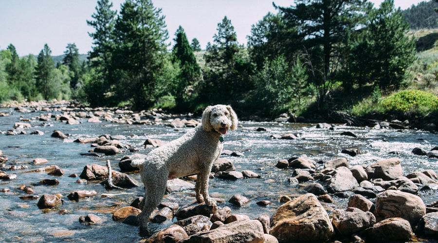 4 Hiking Road Trips Perfect For A Furry Four-Legged Companion