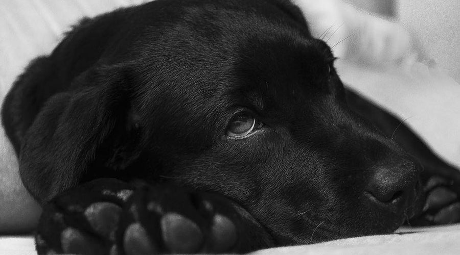 4 Physical Signs for Pets in Imminent Danger