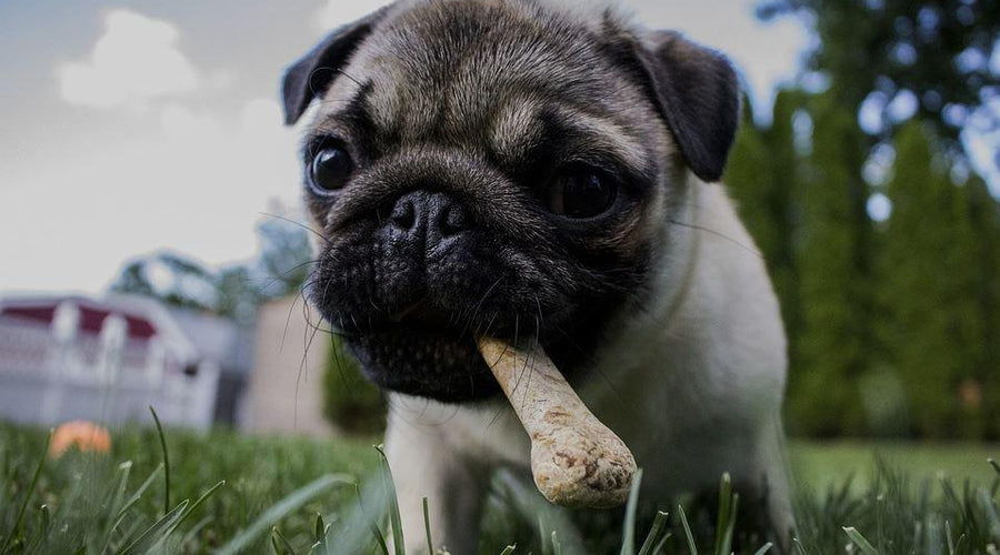 4 Pro Tips to Provide the Healthiest Diet for Your Dog