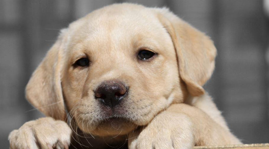 4 Rookie Mistakes Every New Dog Owner Makes
