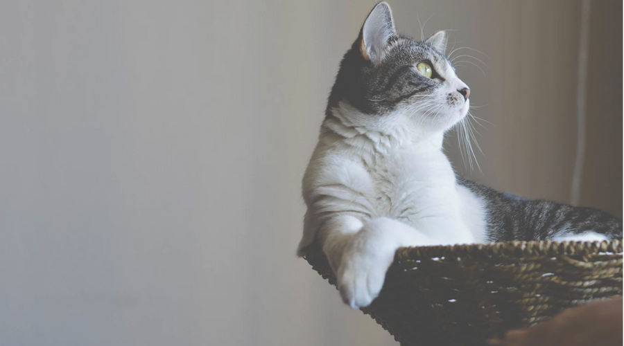 4 Signs That Your Pet Might Be Ill and How to Spot Them