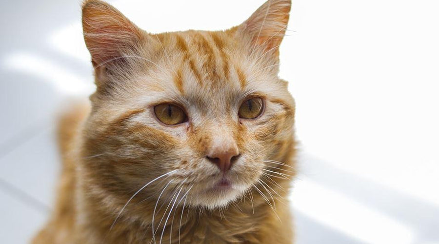 4 Simple Solutions to Keep Your Pets Safe at All Times