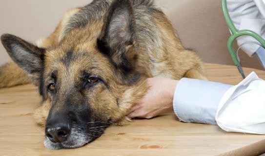Four Subtle Warning Signs That Your Pet Might Need a Vet