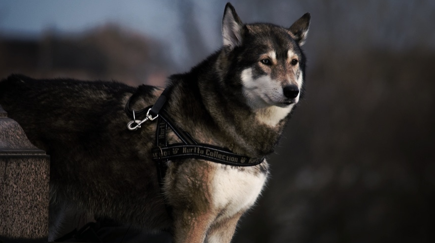 4 Tips for Training a Large-Breed Dog