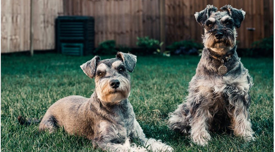 4 Warning Signs of Dehydration in Your Dog to Look Out For