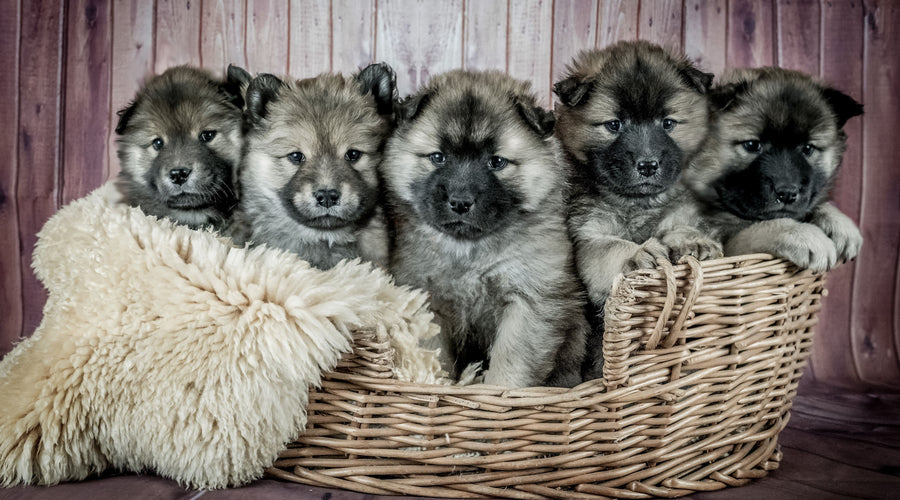 4 Ways to Know You’re Buying Puppies from a Good Breeder