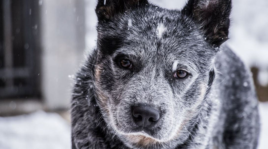 5 Scary Signs Your Pet Needs an Emergency Veterinarian