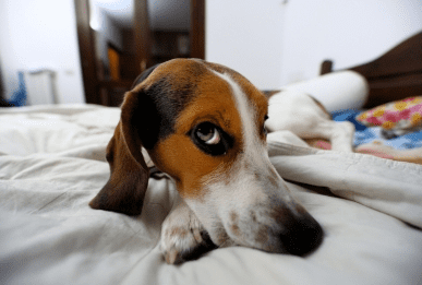 5 Ways to Prevent Pet Stains in Your Home