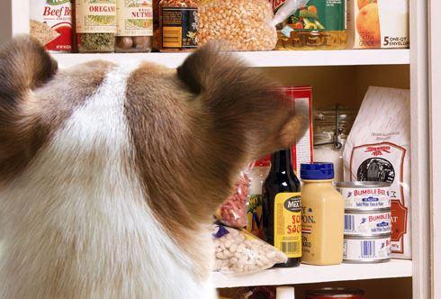 Six Hidden Dangers Around Your Home That Can Be Especially Harmful To Your Pet