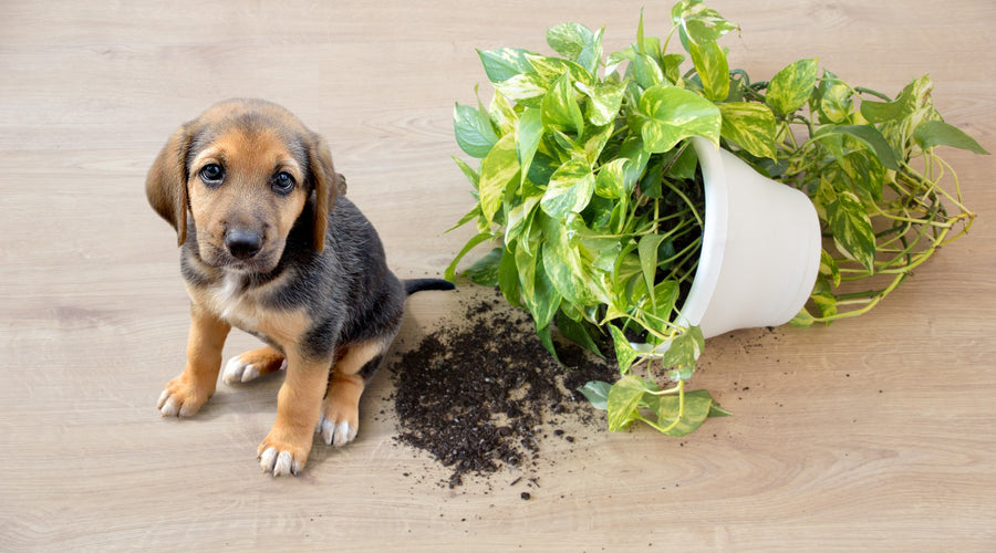 5 Common Dog Behavior Issues And Solutions