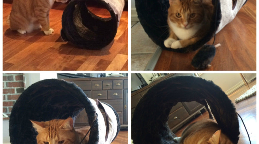 Three Ways to Cure Cat Boredom