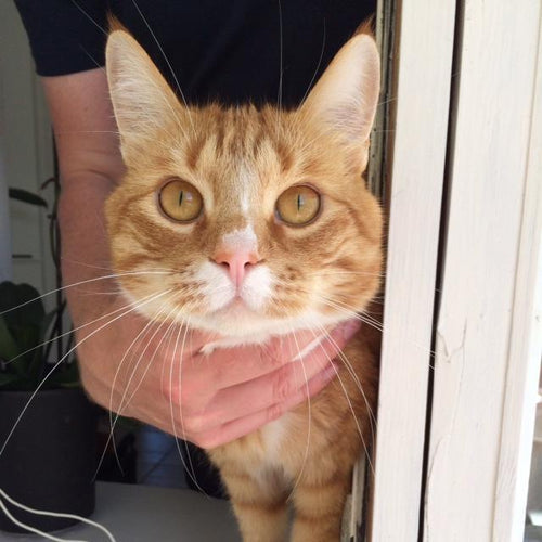 The Lo-Down: Ailo's Resolutions for 2016