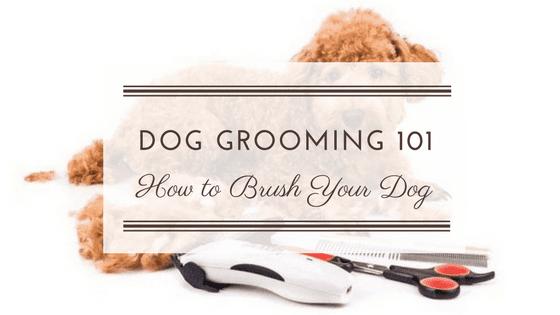 Dog Grooming 101: How to Brush Your Dog