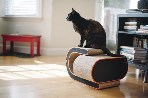 A Pet Owner's Guide to a Happy, Healthy Thanksgiving