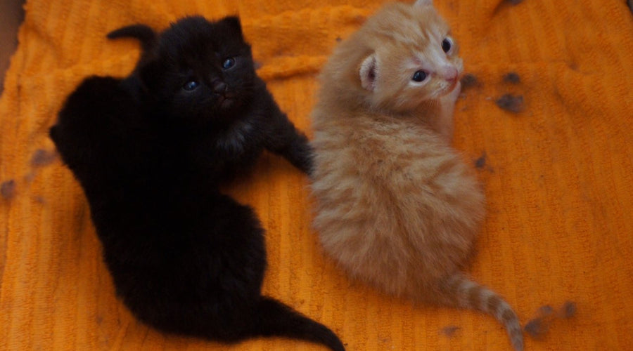 National Black Cat Appreciation Day - The Lo-Down