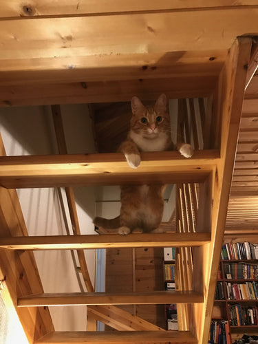 Have You Missed Meeeeee?