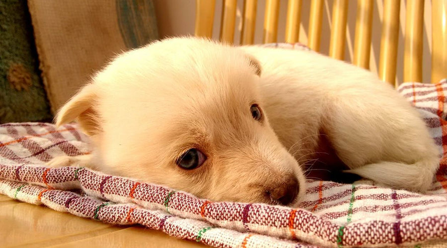 CBD and Canines: How to Naturally Treat Your New Puppy's Anxiety