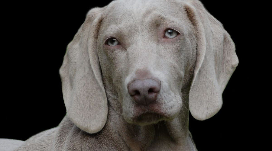 CBD for Pets: How and When to Use It
