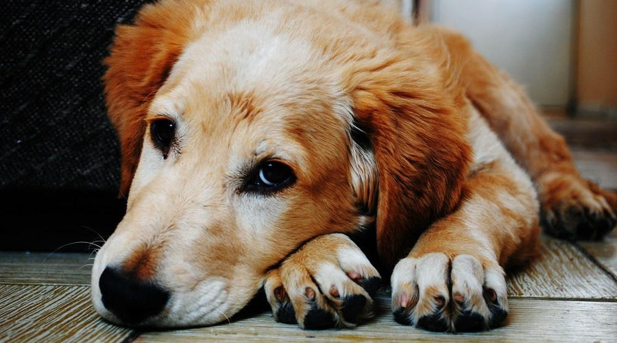 Canine 101: What Your Dog Needs You to Know About Its Personal Safety