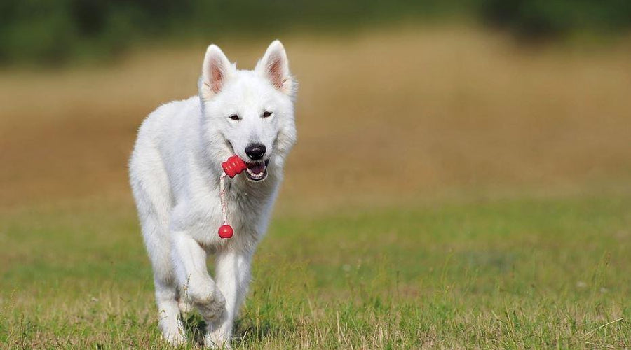 Canine Care: The 5 Best Ways to Keep Your Dog Happy and Healthy