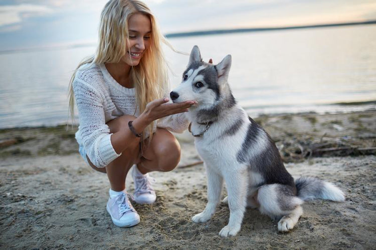 5 Simple Ways to Improve Canine Health