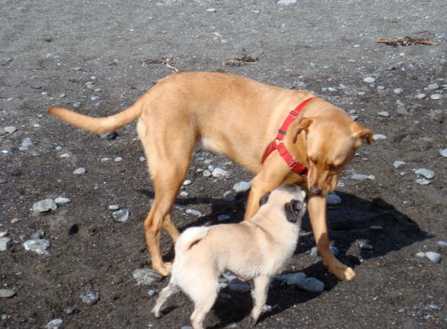 Momo Mondays: Dog Park Etiquette for Humans