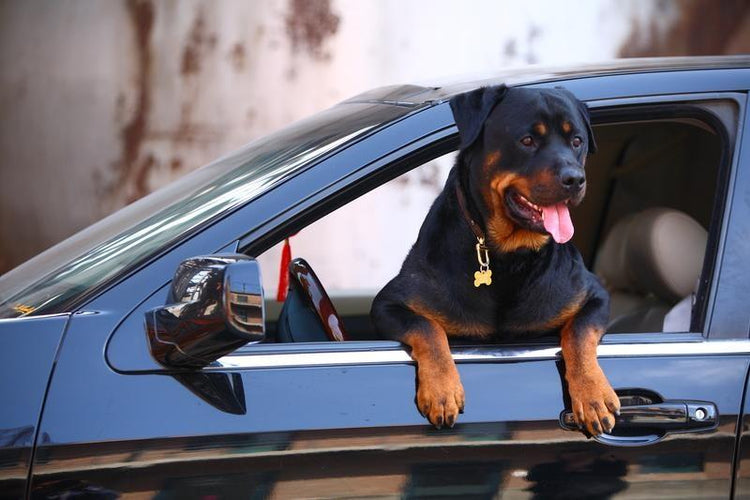 How To Safely Keep Your Dog With You On Car Rides
