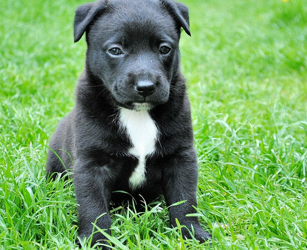 Chasing Rover: How to Keep a New Puppy From Escaping